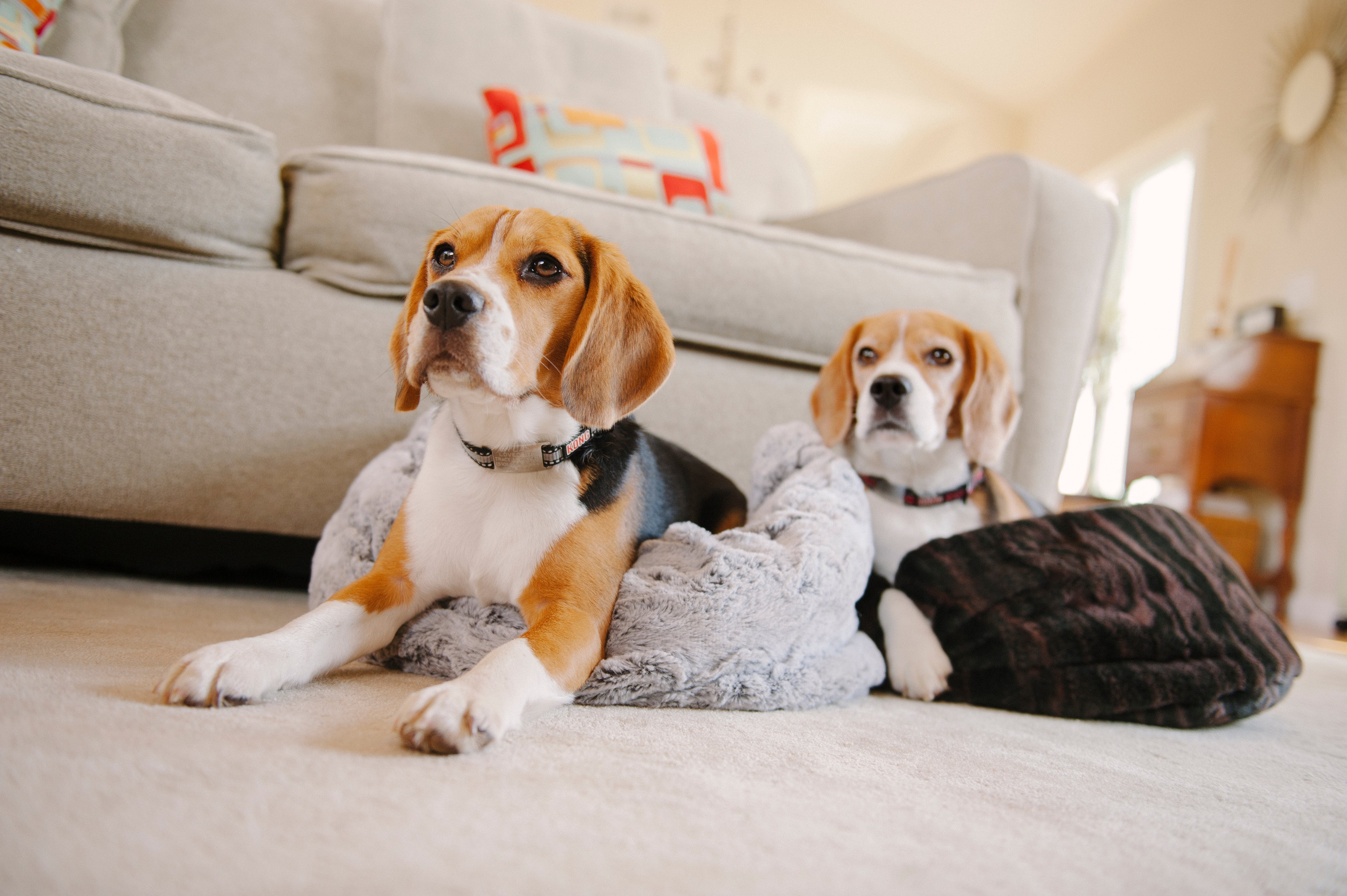 PLAY Snuggle Bed Charcoal Gray Truffle Brown for Dogs and Cats