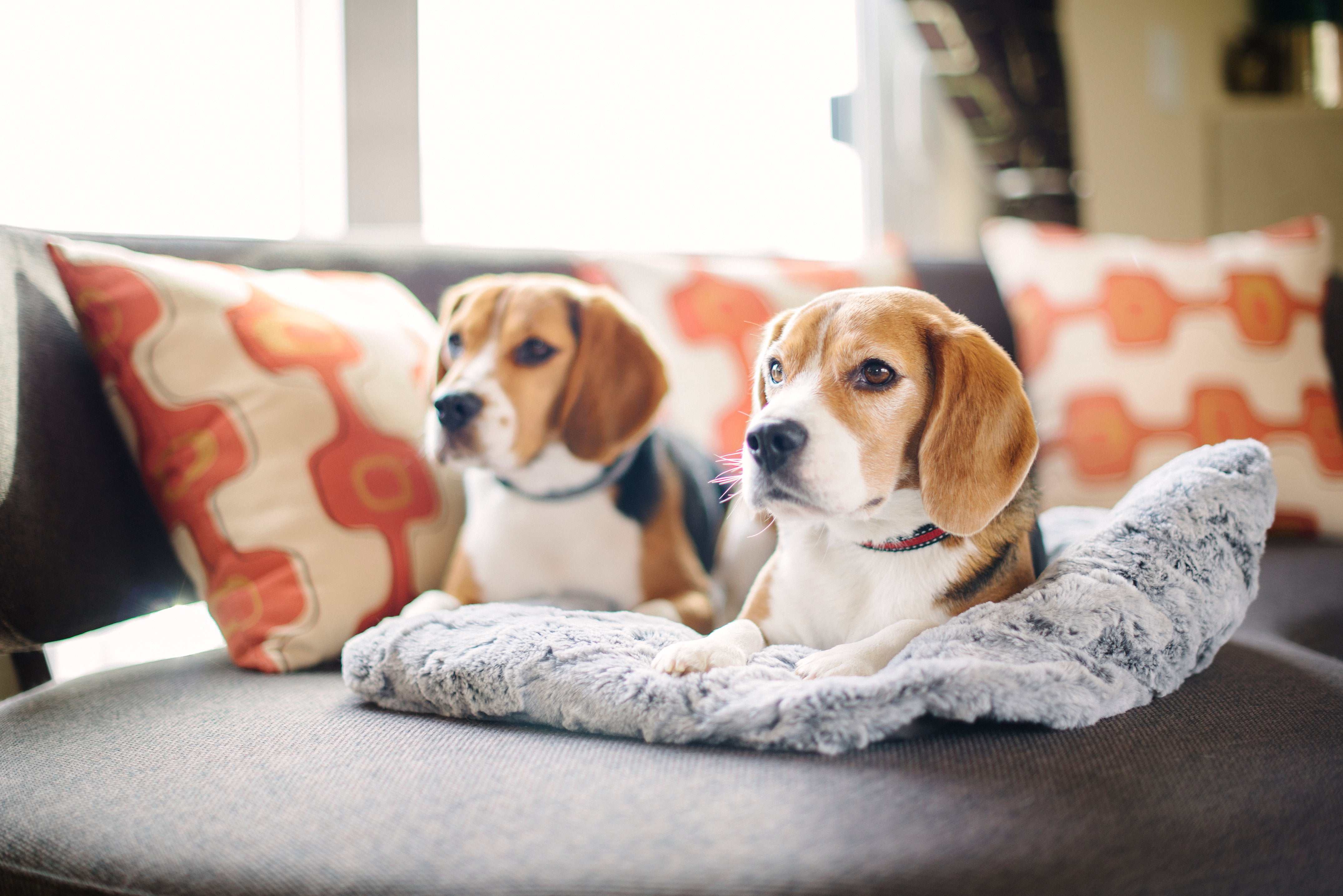 Snuggle Beds for Dogs and Cats Husky Grey