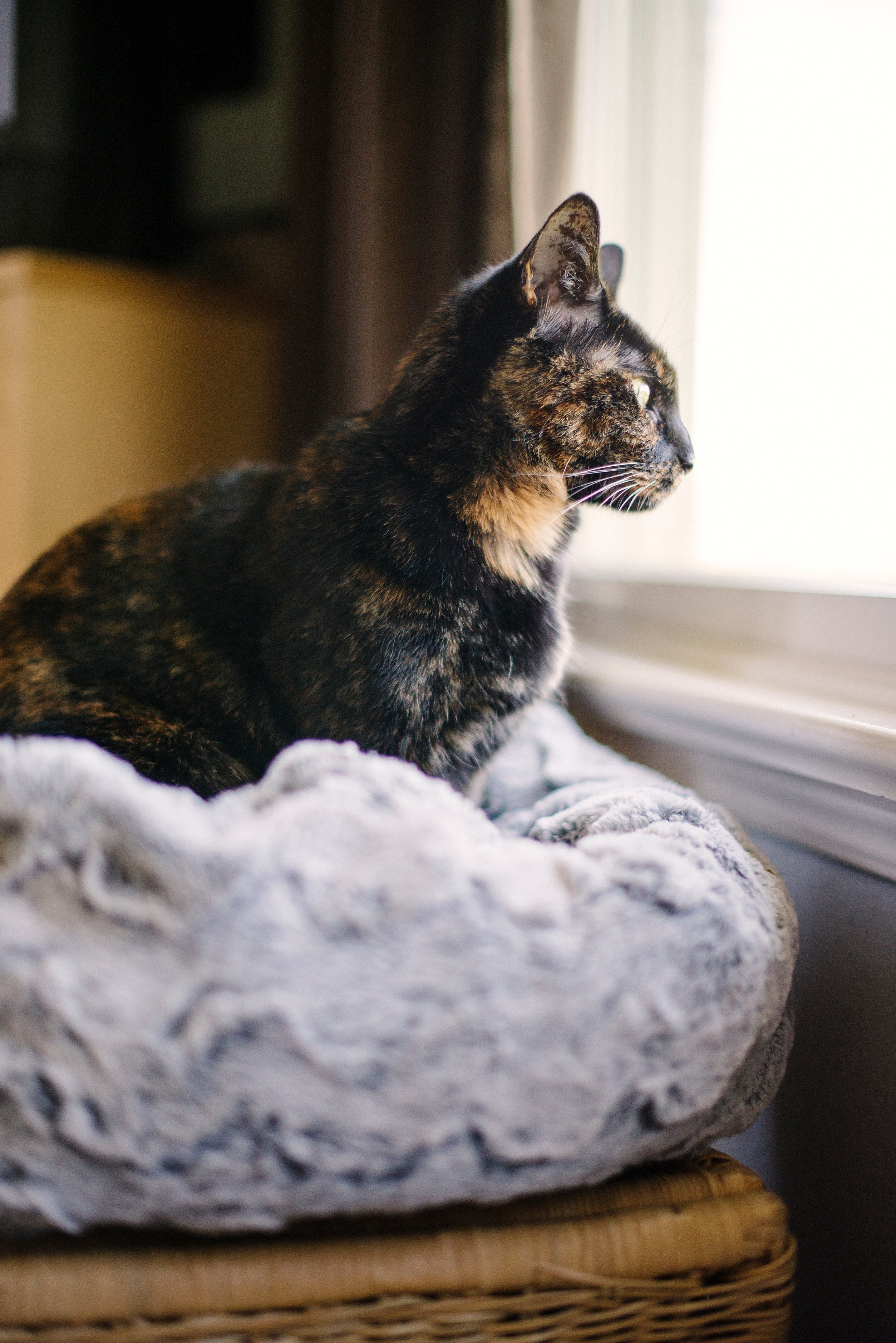 Snuggle Beds for Dogs and Cats Husky Grey