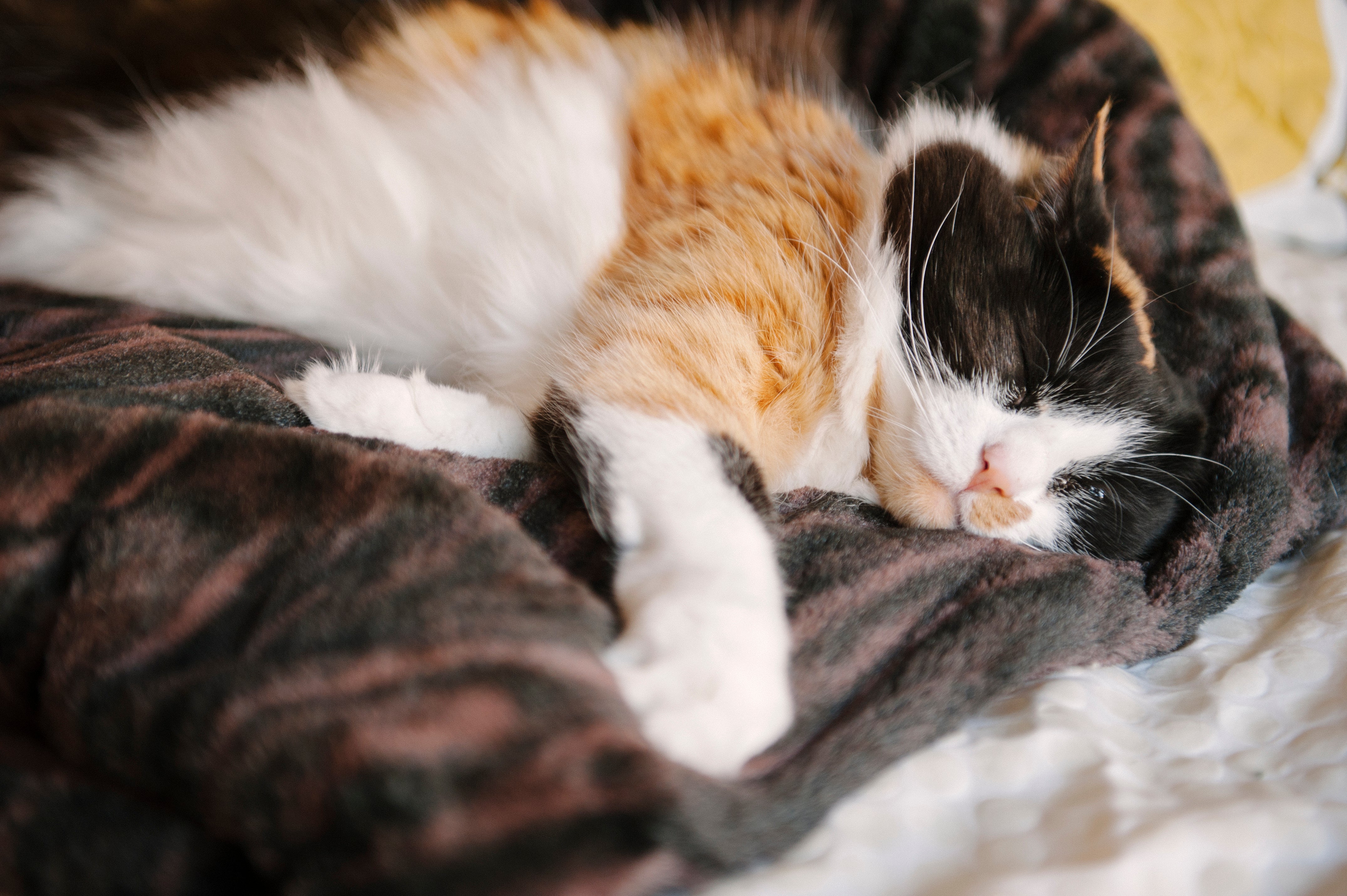 PLAY Snuggle Bed Truffle Brown for Dogs and Cats