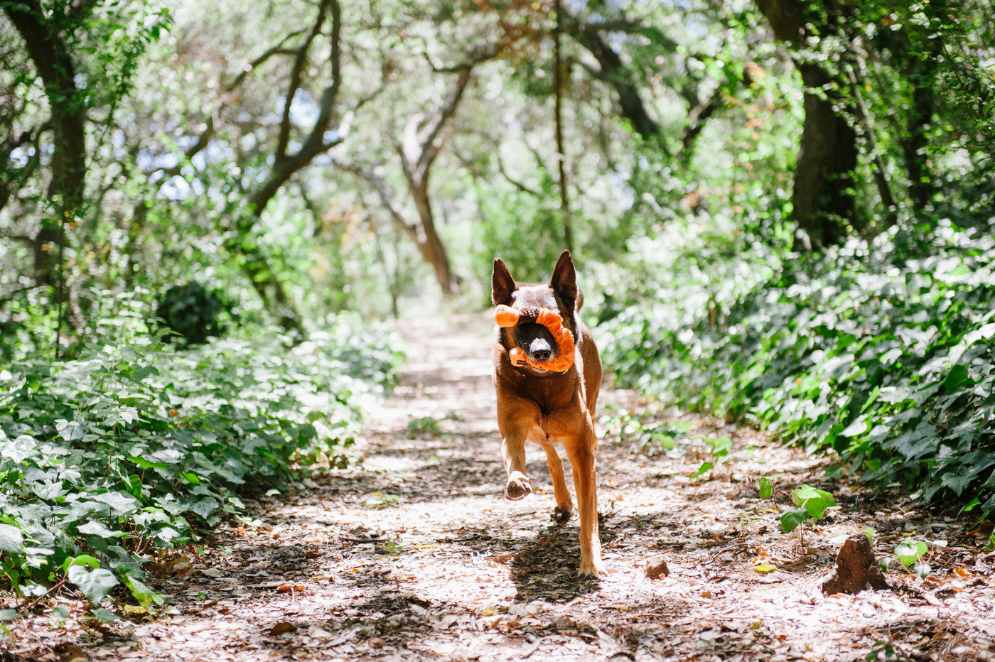 Bugging Out dog toys P.L.A.Y. Butterfly RhinoBeetle Worm Bee LadyBug