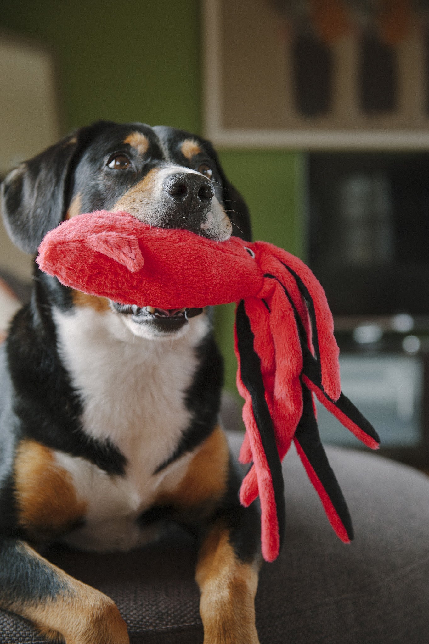 Under the Sea, Squeaky Plus Dog Toy