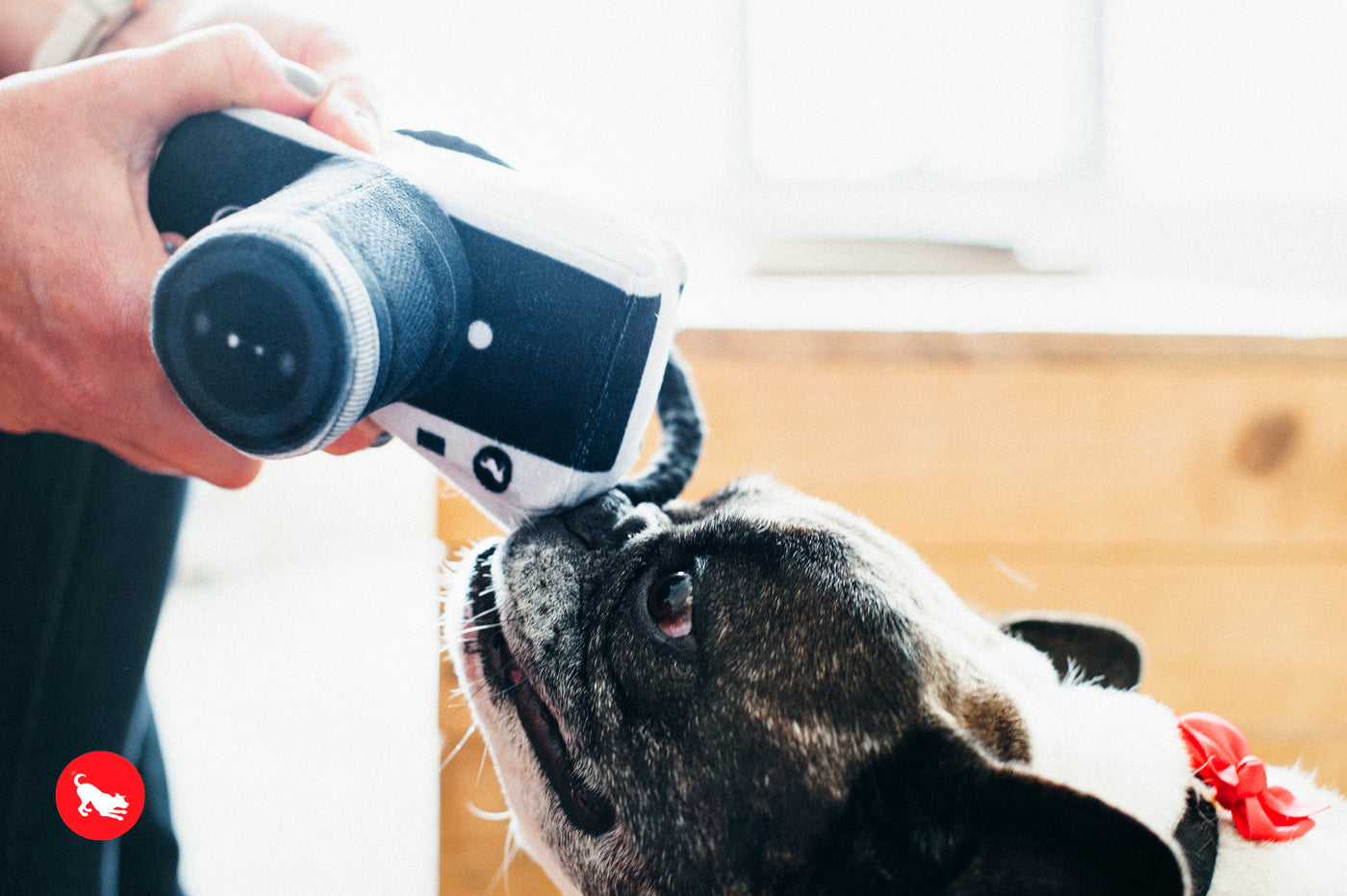 P.L.A.Y. Globetrotters, Squeaky Plush Dog Toy