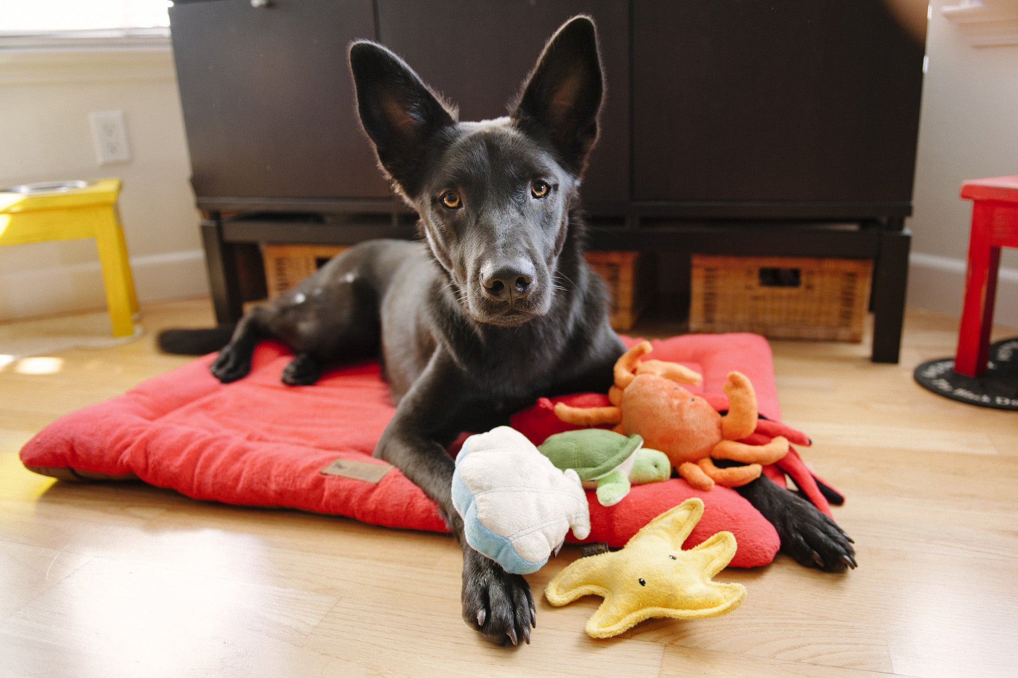 P.L.A.Y Under the Sea Squeaky Plush Dog Toy, Giant Clam