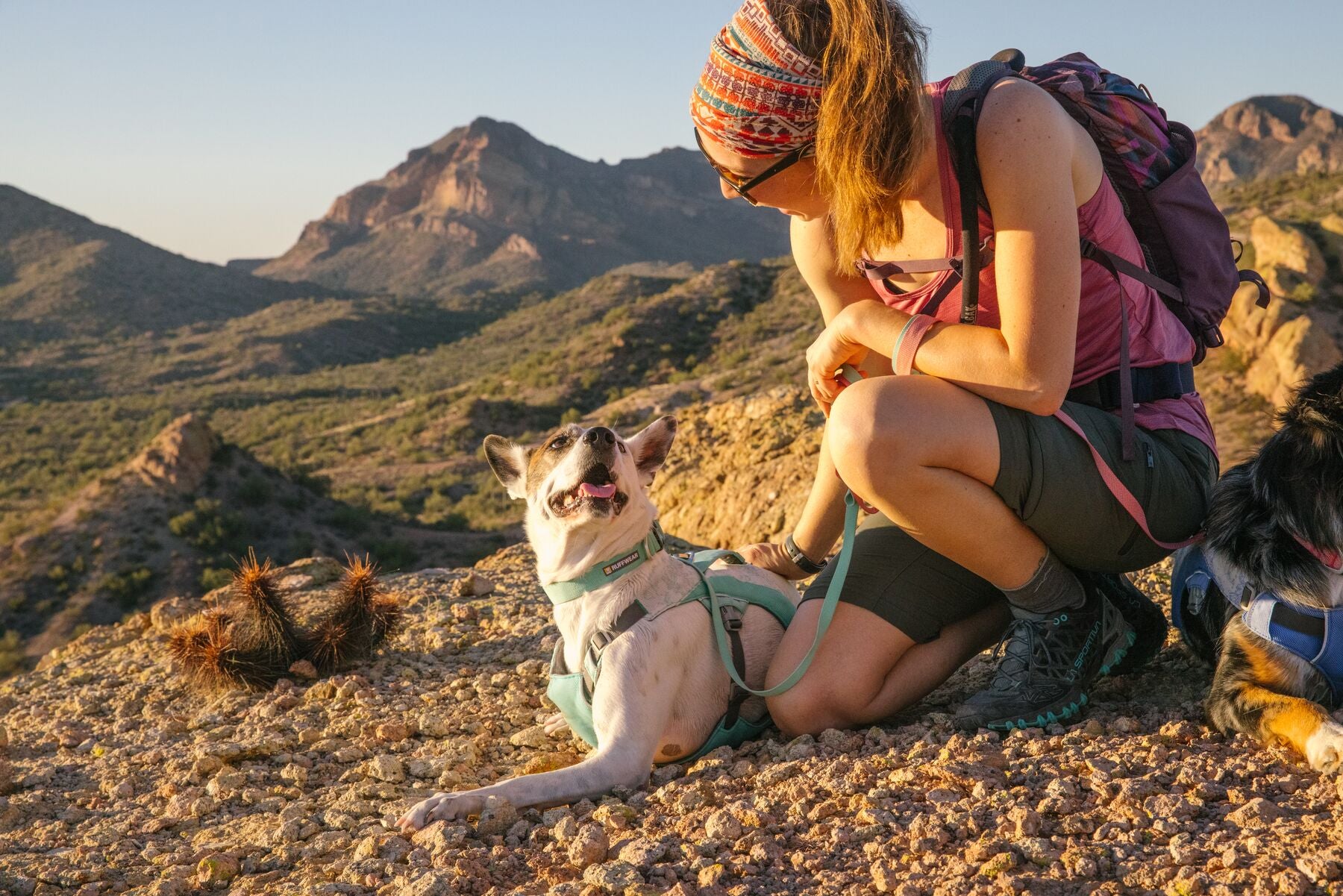 Ruffwear Dog Cooling Harness: Swamp Cooler