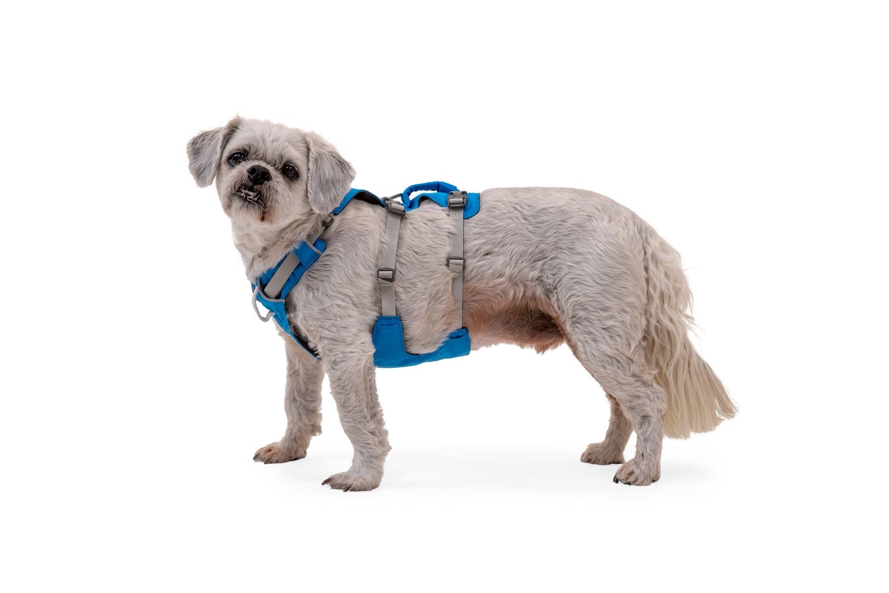 Ruffwear Dog Harness With Handle: Flagline