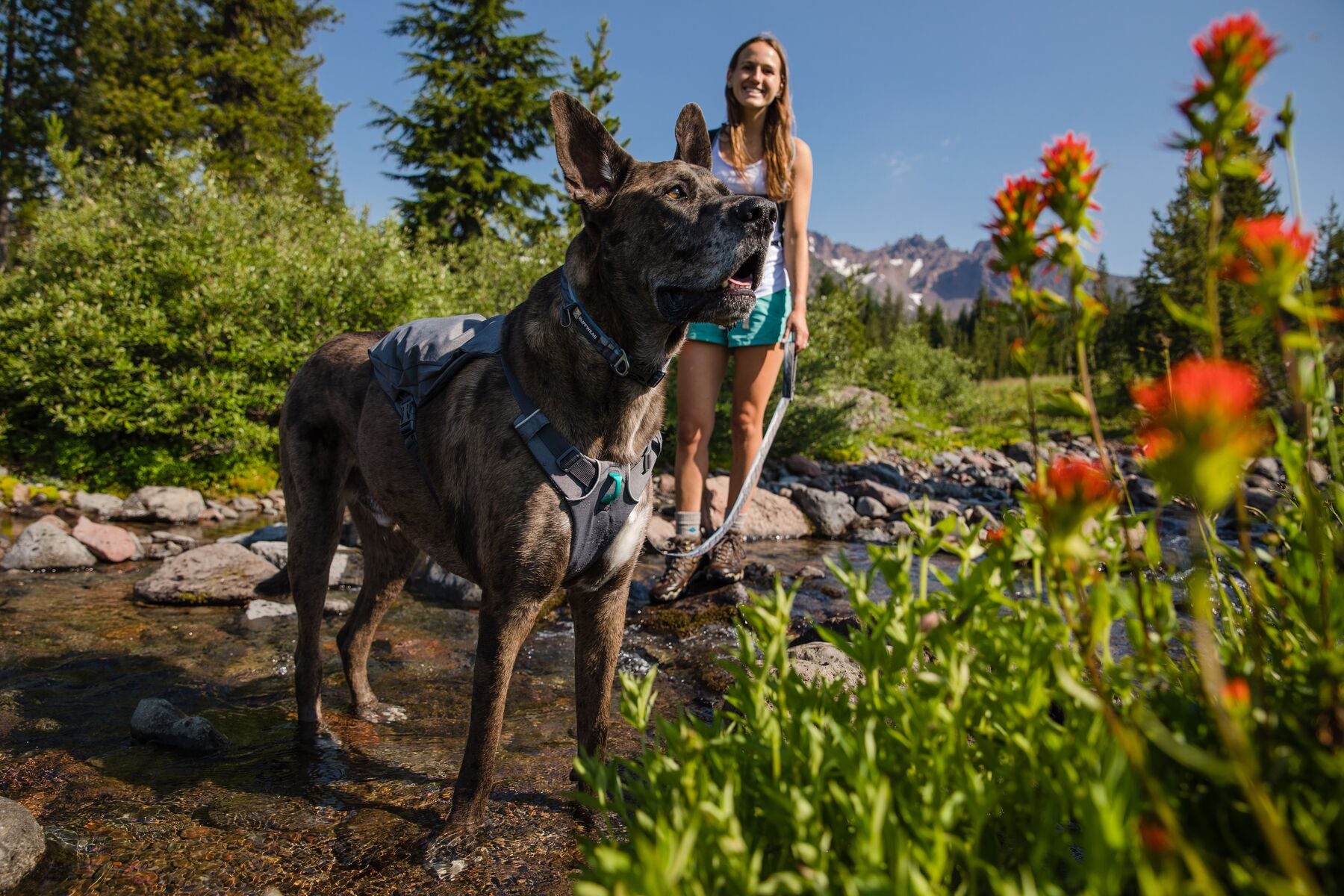 Ruffwear Dog Harness: Switchbak