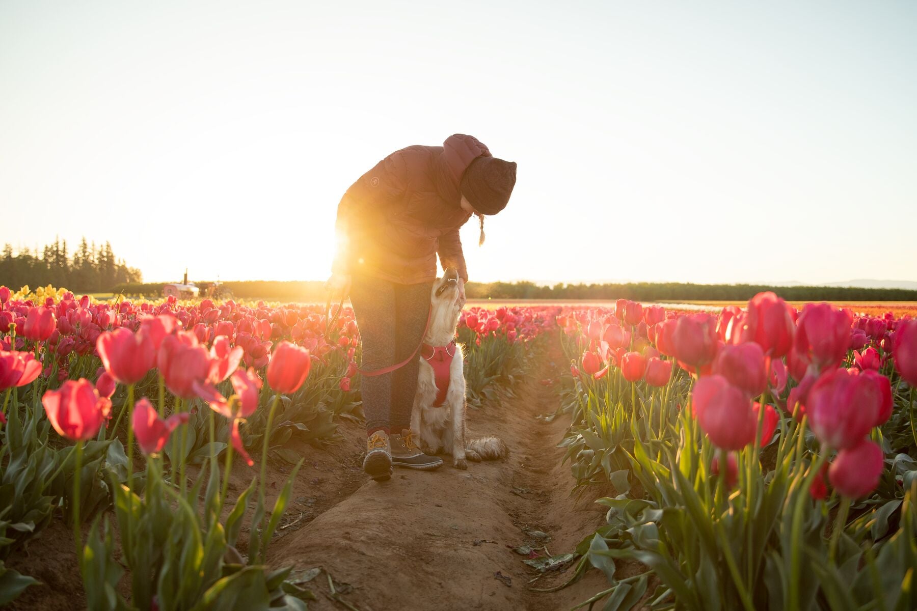 Ruffwear Dog Harness No-Pull: Front Range (FINAL SALE)