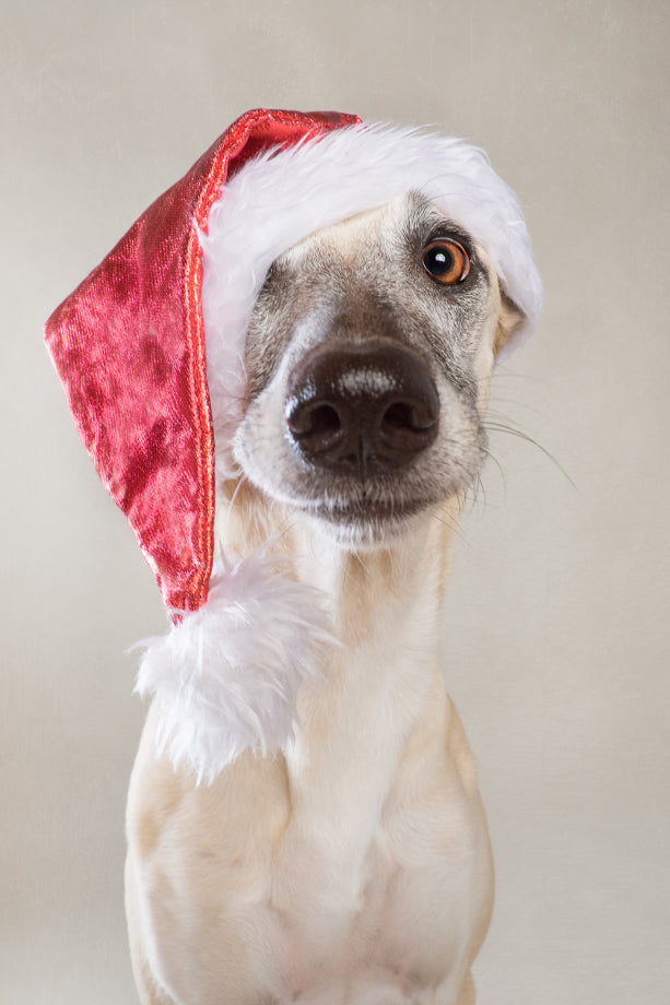 Christmas Greeting card: Santa's Little Helper