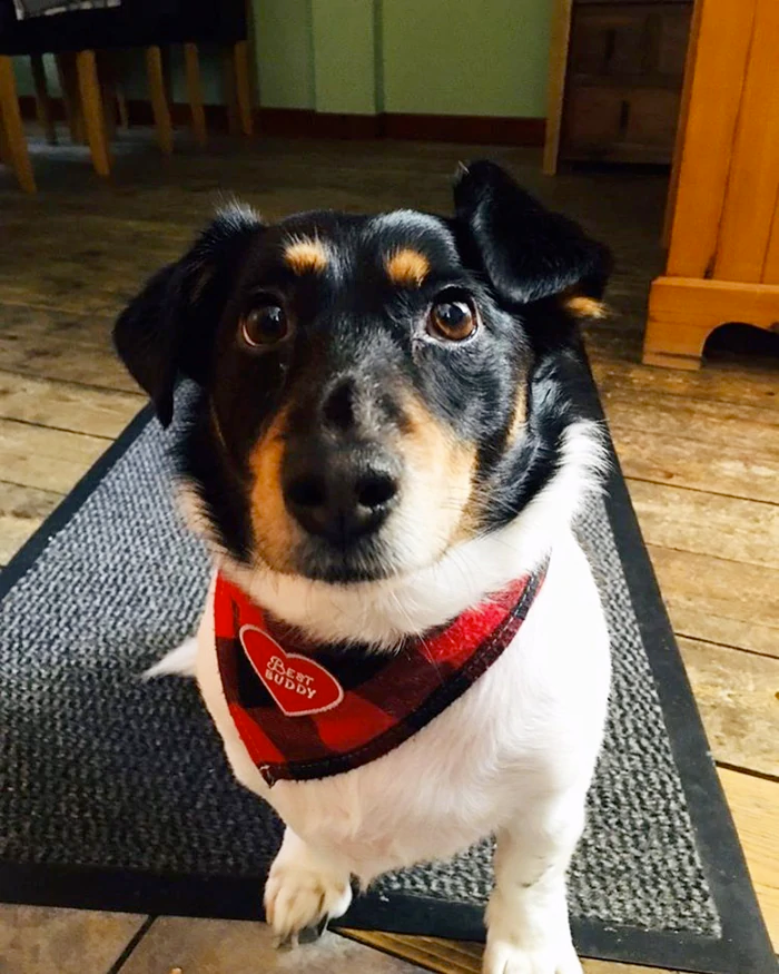 Dog Merit Badges: Best Buddy