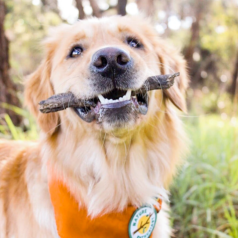 Dog Merit Badges: Nature Enthusiast