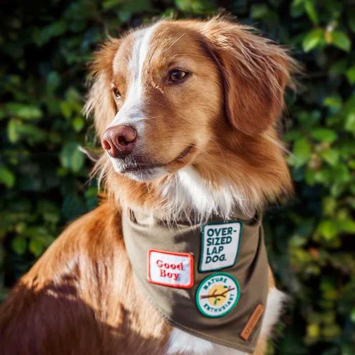 Dog Merit Badges: Nature Enthusiast
