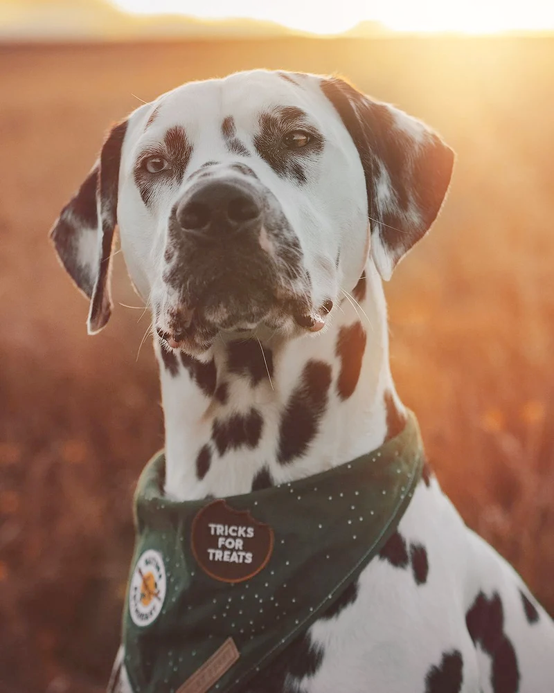 Dog Merit Badges: Tricks for Treats
