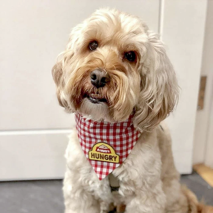 Dog Merit Badges: Always Hungry