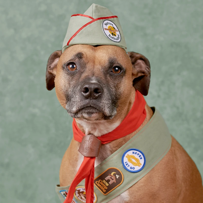 Dog Merit Badges: Camp Canine