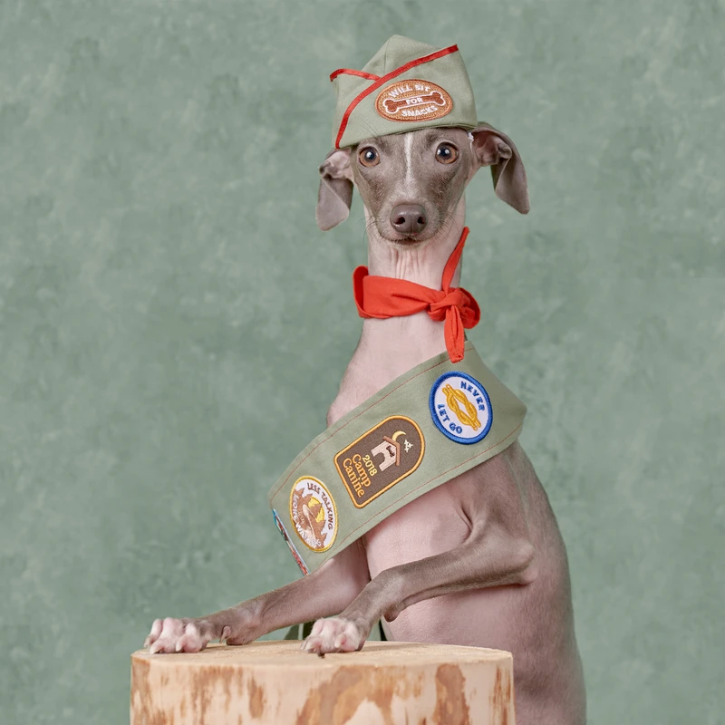 Dog Merit Badges: Camp Canine