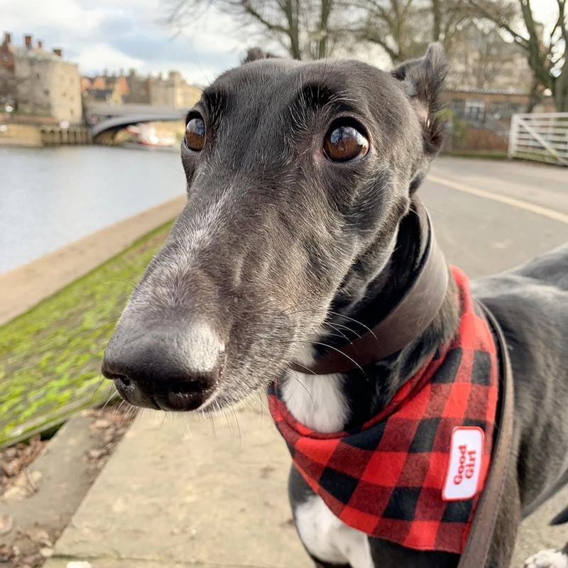 Dog Merit Badges: Good Girl