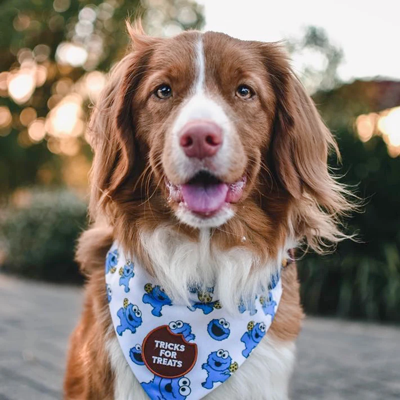 Dog Merit Badges: Tricks for Treats