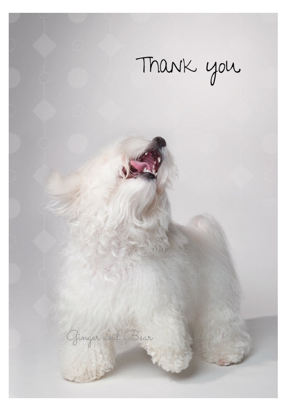 Thank you Notecard box: Happy Havanese