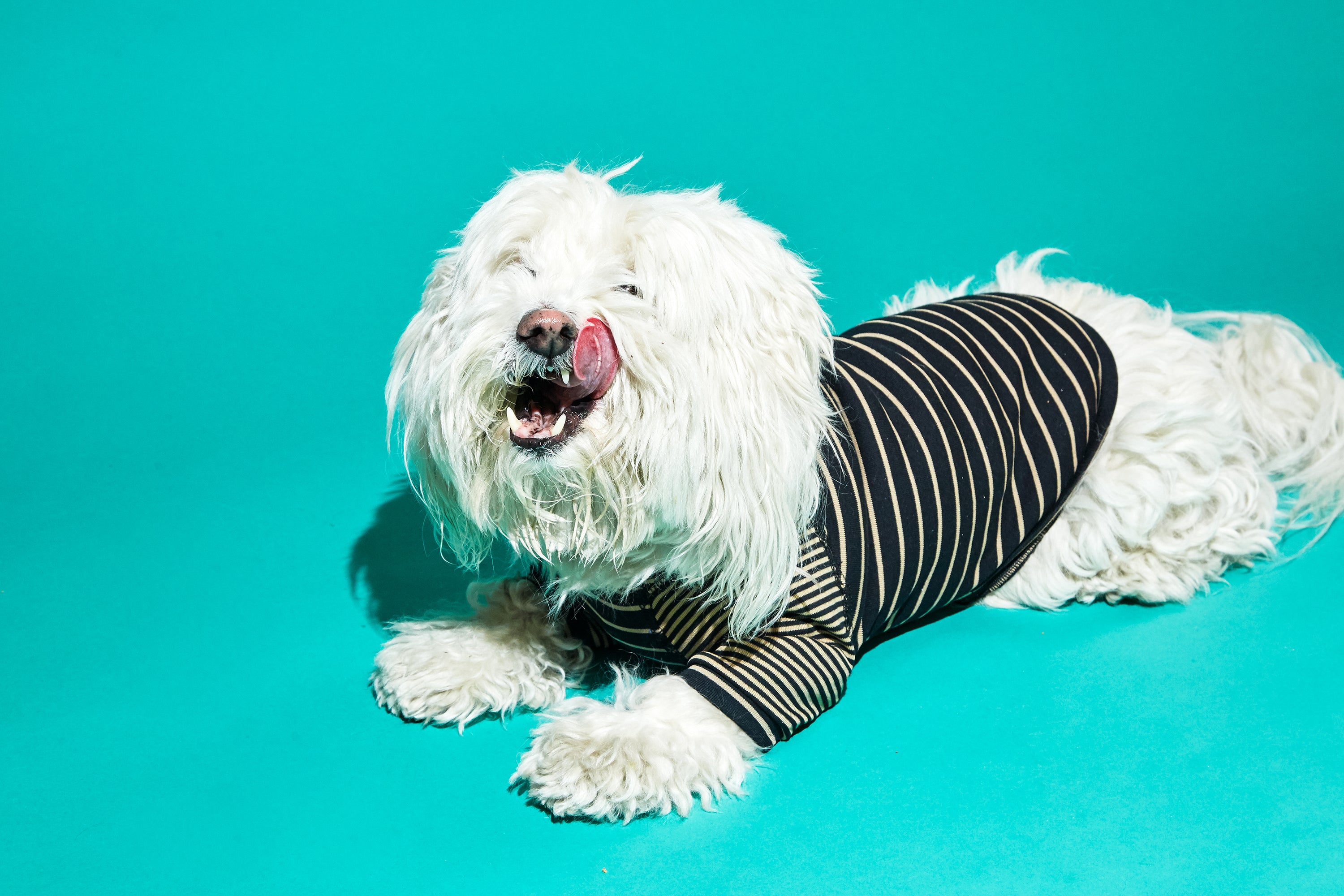 Ware of the Dog Contrast Striped Dog t shirt Black Tan