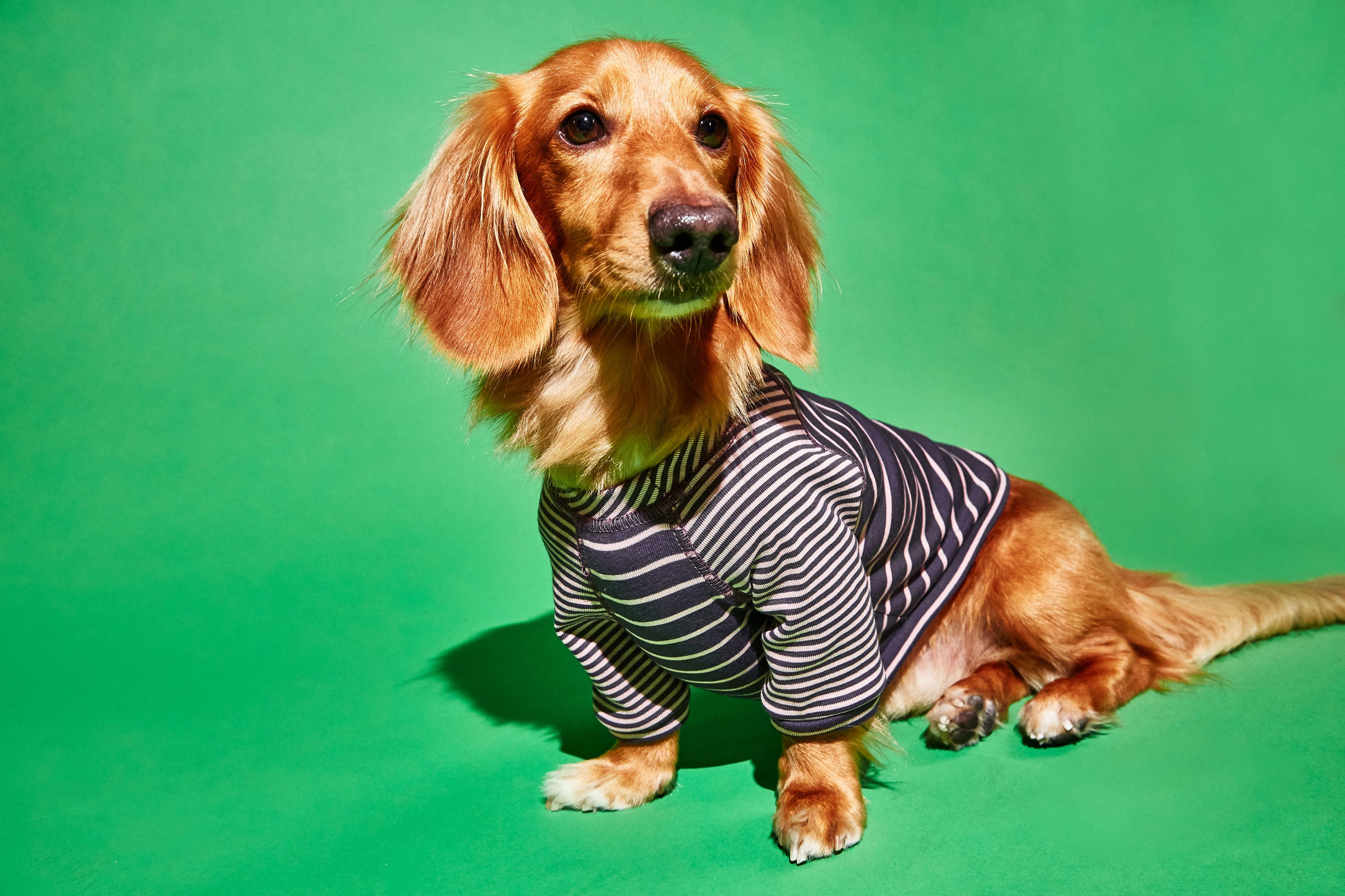 Ware of the Dog Contrast Striped Dog t shirt Burgundy Pink