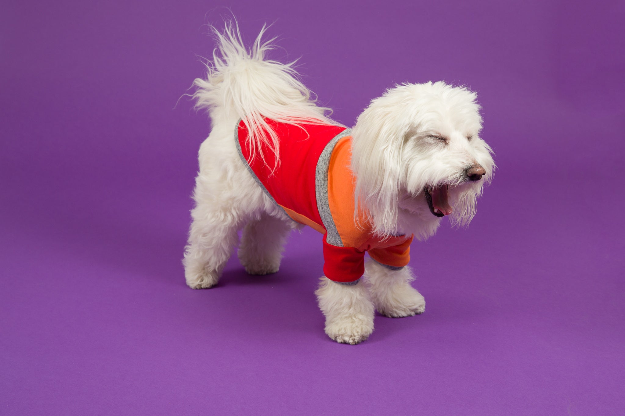 Ware of the Dog Diagonal Stripe Dog t shirt Orange Red