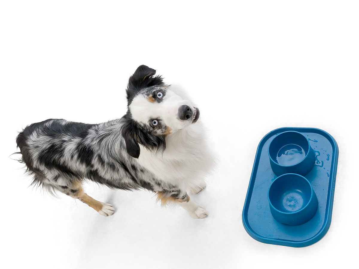 Dog Food and Drink Non-Slip Eco Sustainable Placemat: Seaflex Marine