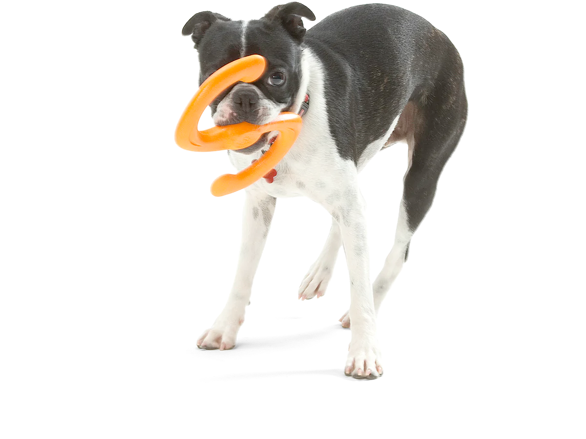 Toss and Fetch Dog toy, Zogoflex Bumi