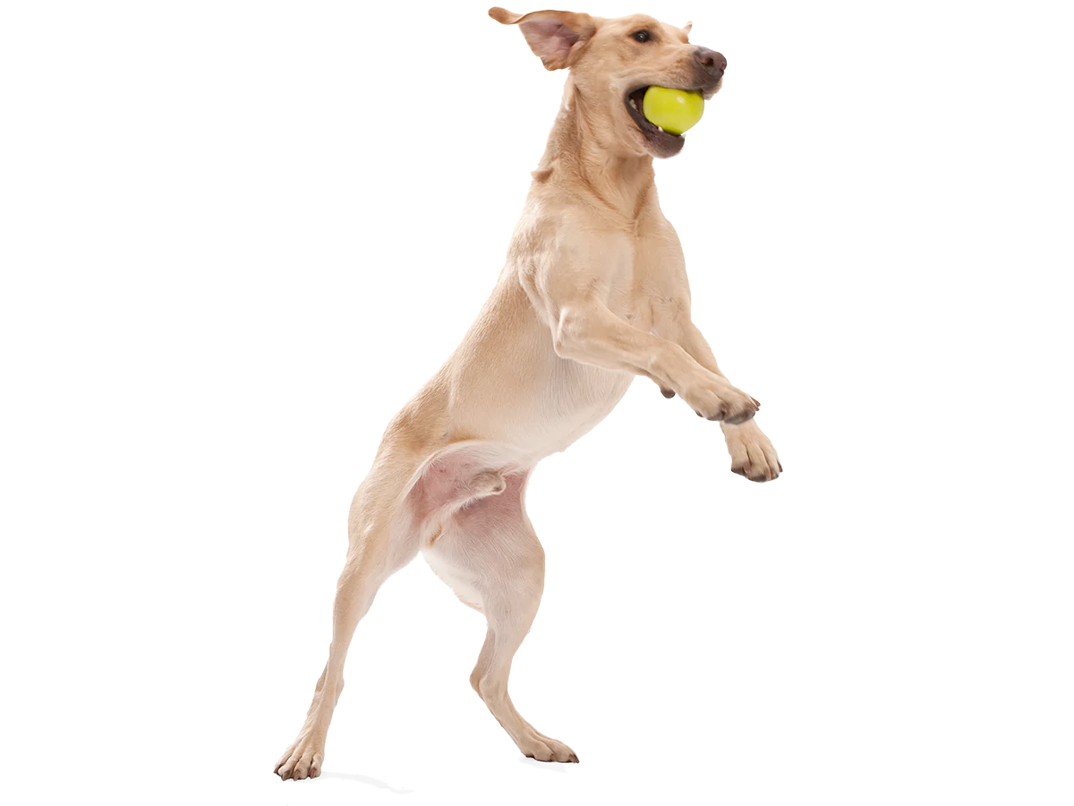 Toss and Fetch Dog toy, Zogoflex Jive