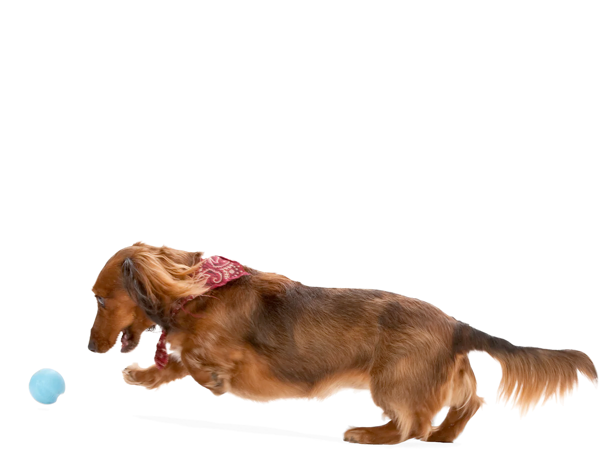 Toss and Fetch Dog toy, Zogoflex Jive