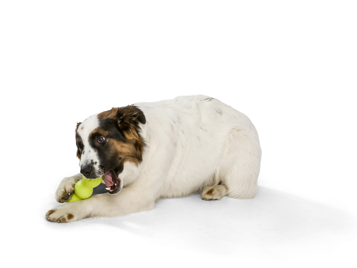 Toss and Fetch Dog toy, Zogoflex Rumpus