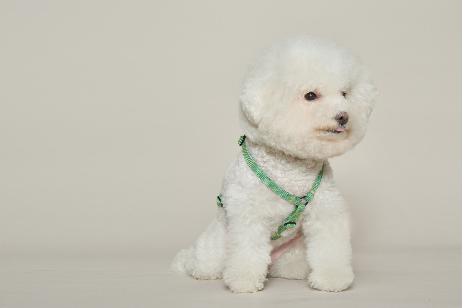 HowlPot We are Tight Harness Palm Tree