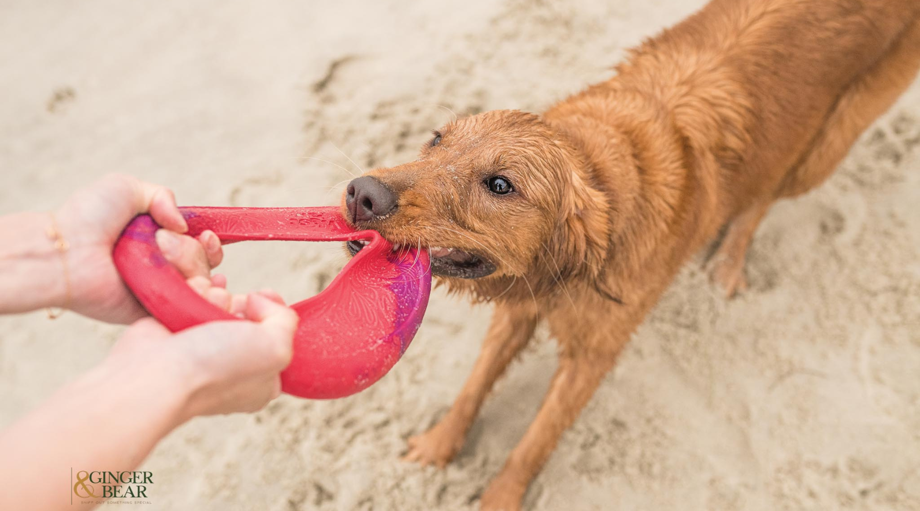 How to choose the right toy for your dog