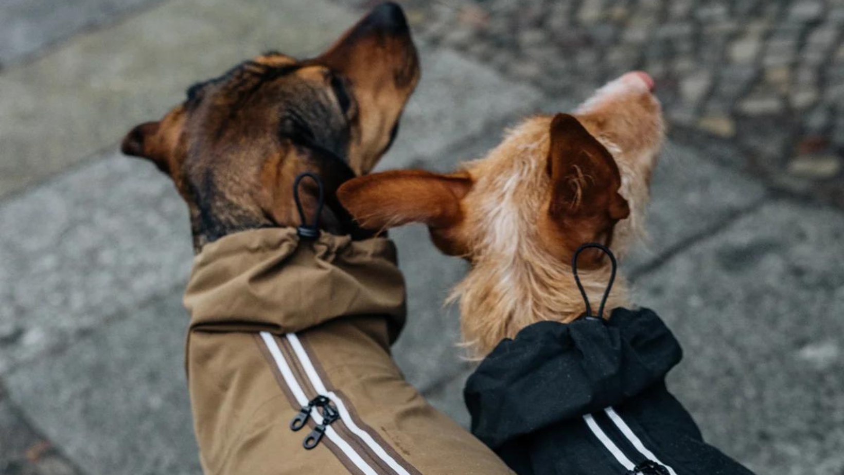 Why Invest in a High-Quality Dog Raincoat for Your Pet