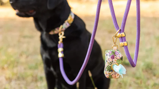 What's So Important About Dog Poop Bags? The Reasons You Need to Pick Up After Your Pet