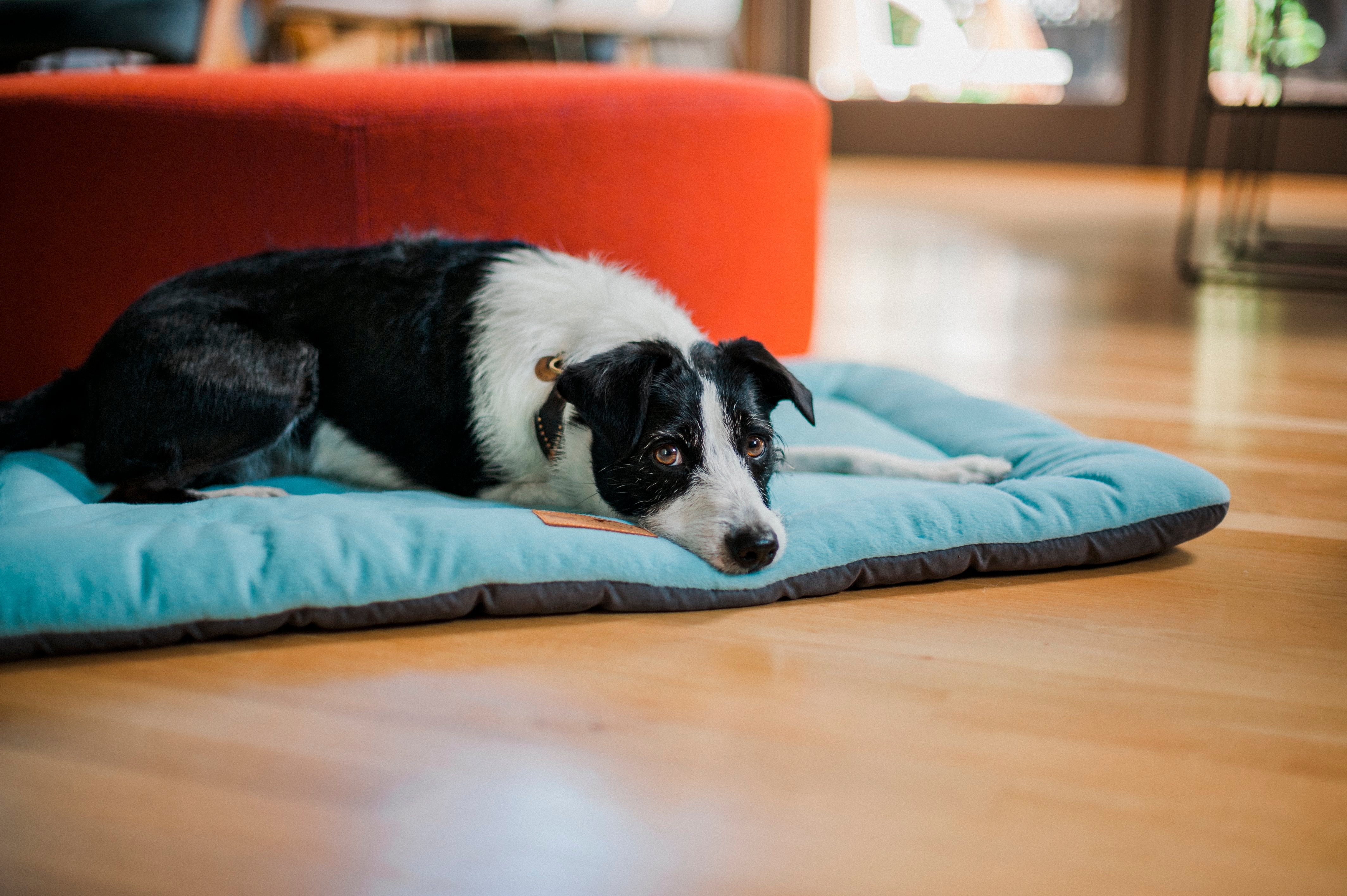 Snooze in Style: Premium Dog Beds from Ginger and Bear