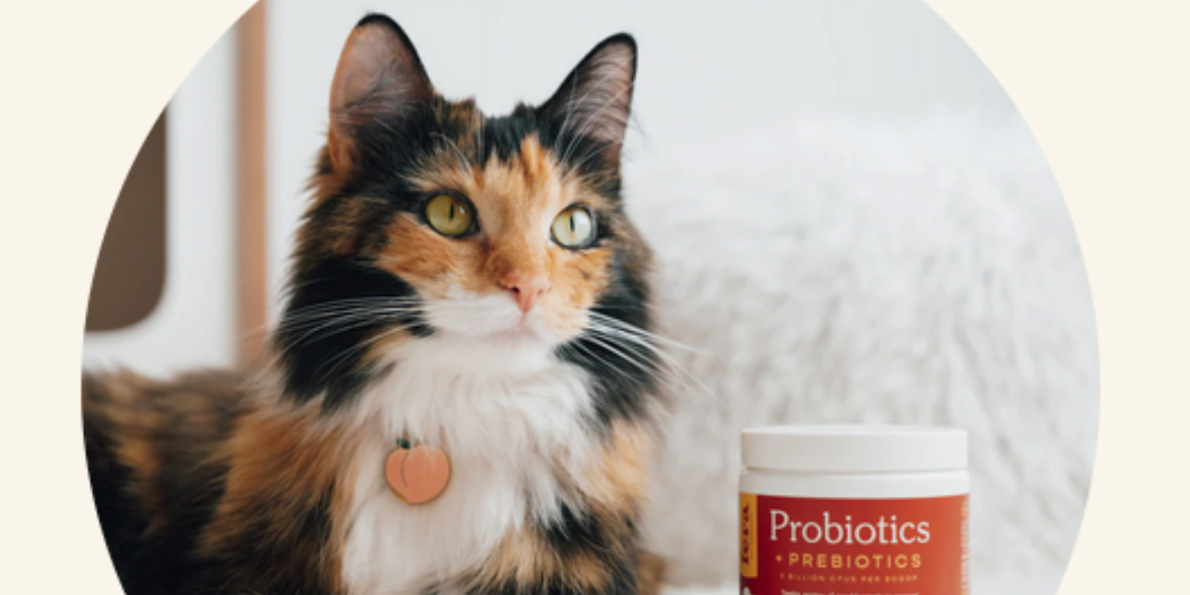 Cat Supplements