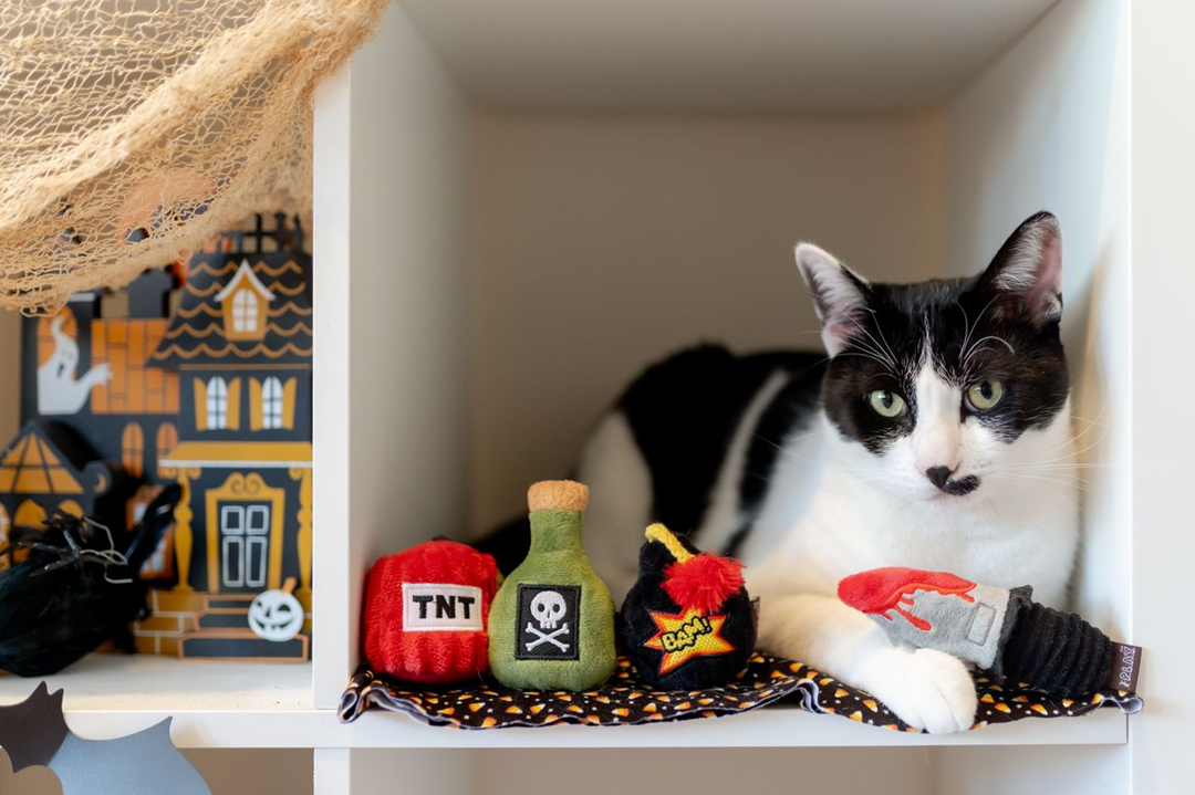 Halloween Cat Play