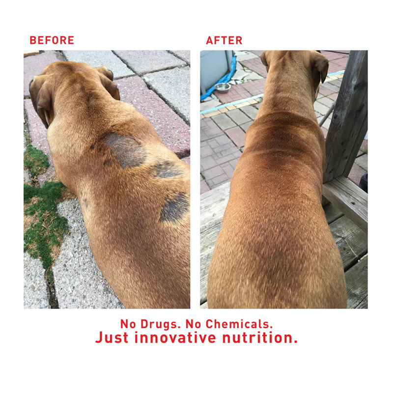 Augustine Approved Supplement for Dogs and Cats, Faith's Cleanse & Detox