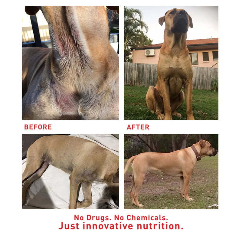 Augustine Approved Supplement for Dogs and Cats, Faith's Cleanse & Detox