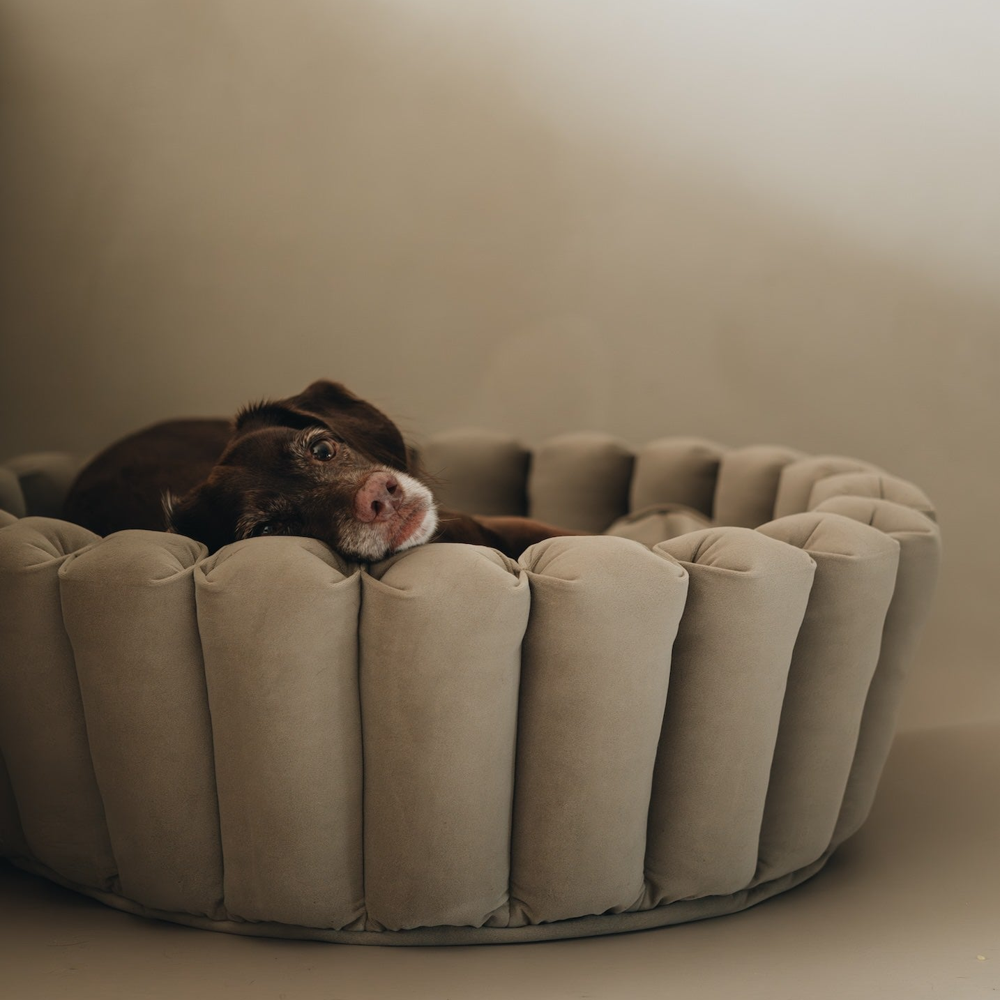 [Pre-Order] Haven Modern Dog Bed