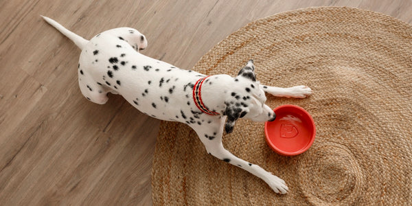 Buddy Dog Food and Water Bowl, Coral Small