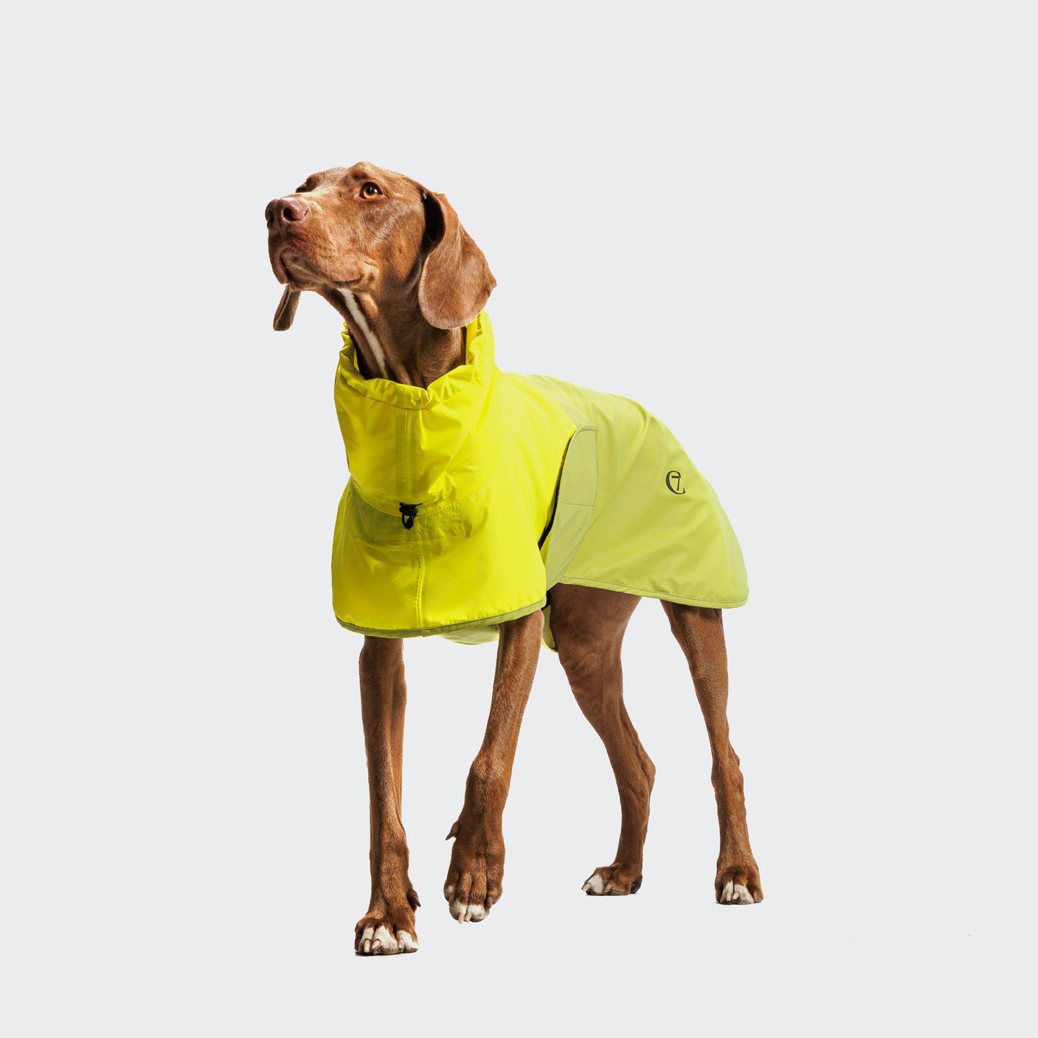 Cloud7 AKTIV reflective dog raincoat in high-visibility color, showcasing the extended shape and relaxed cut for full body coverage on a dog.