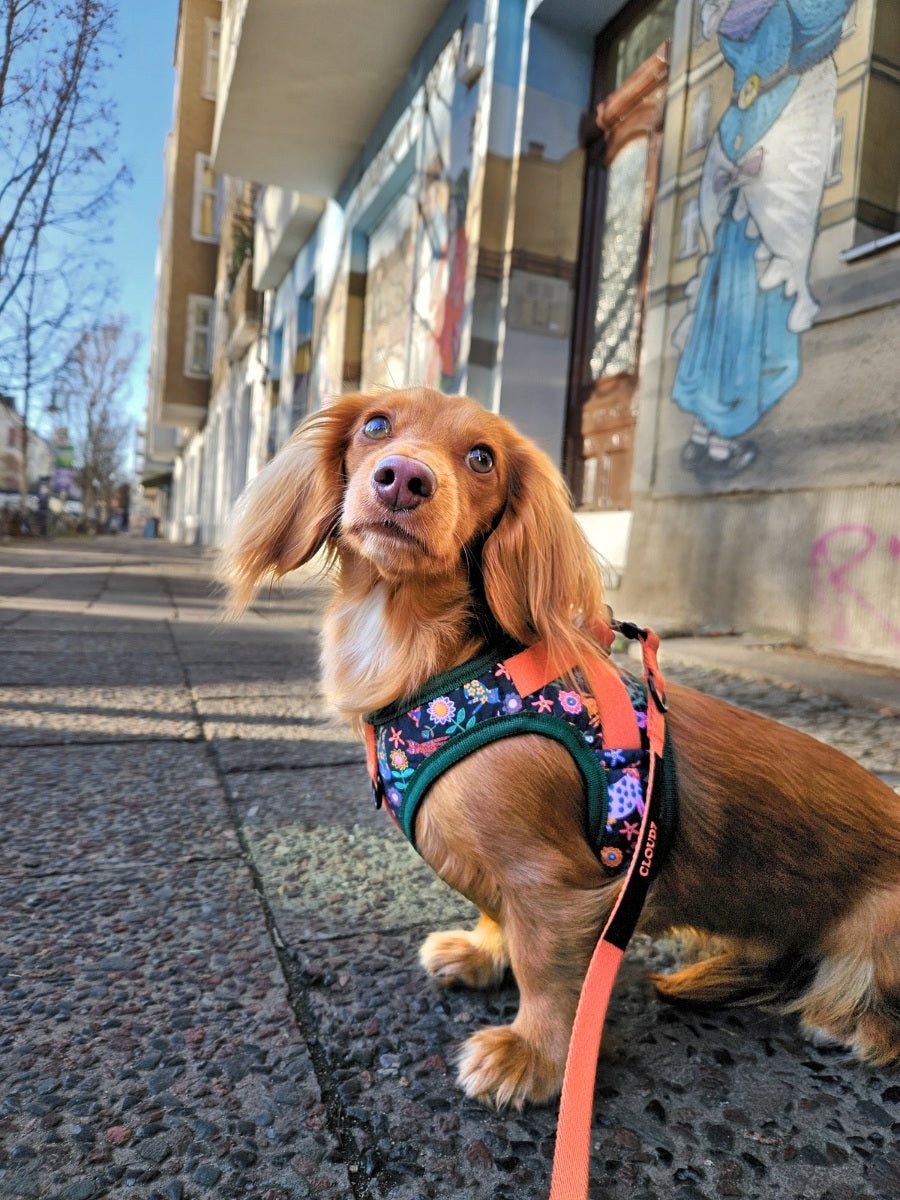 Cloud7 Holly Park adjustable dog leash in vibrant orange with matte black metal clips.