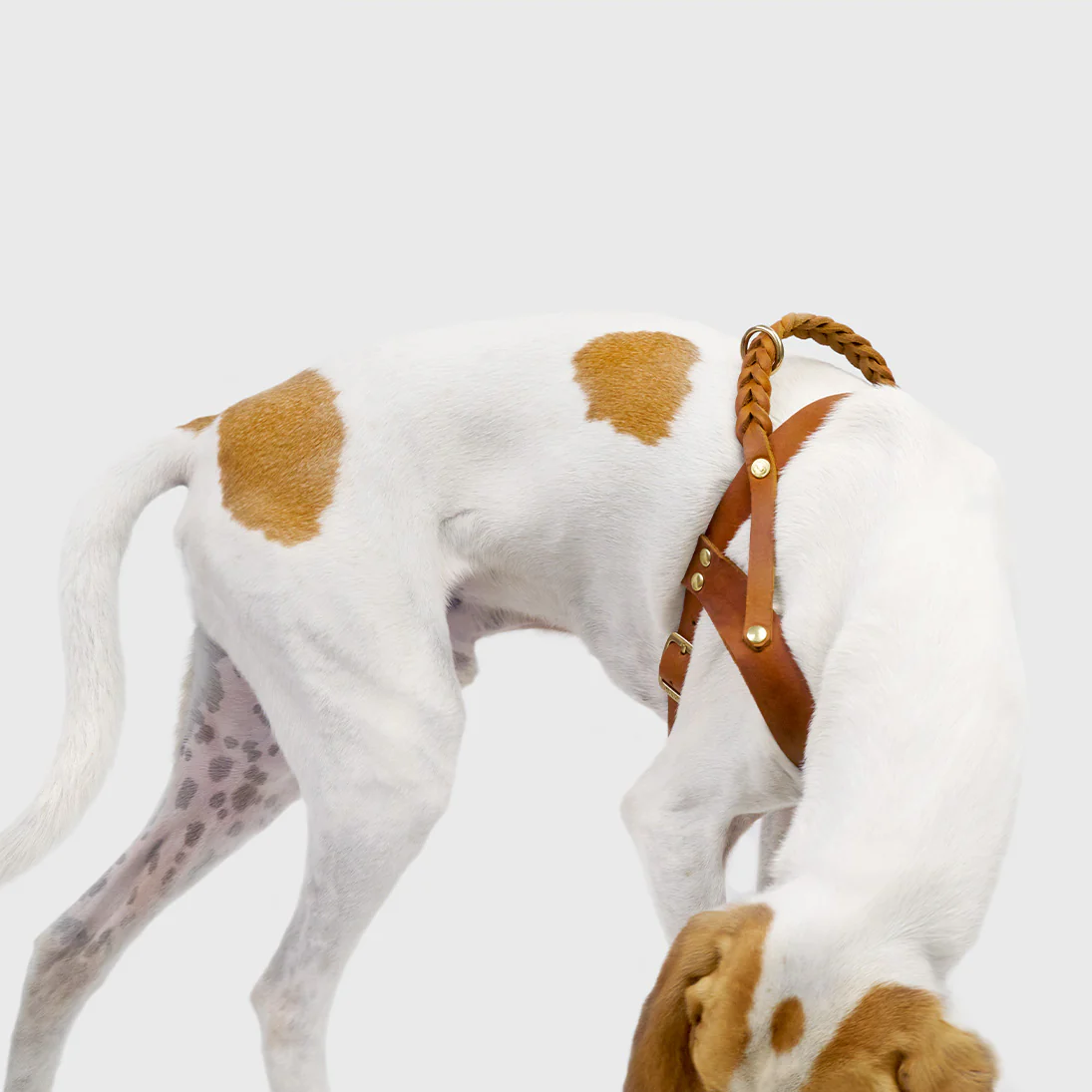 Cloud7: Central Park Leather Dog Harness, Camel with Gold Hardware