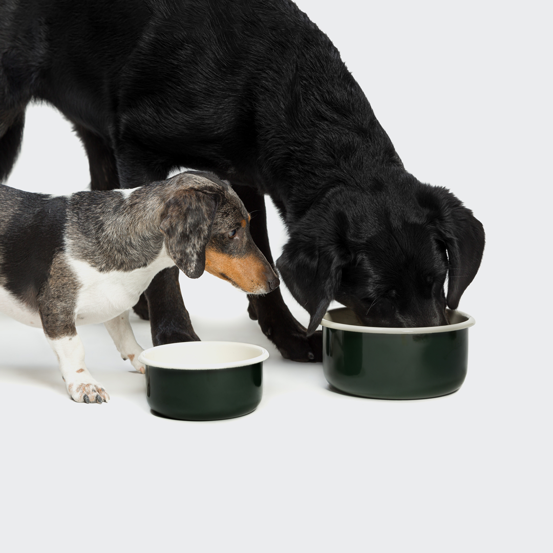 Cloud7 Dog Food and Water Bowl, Granny Dark Green