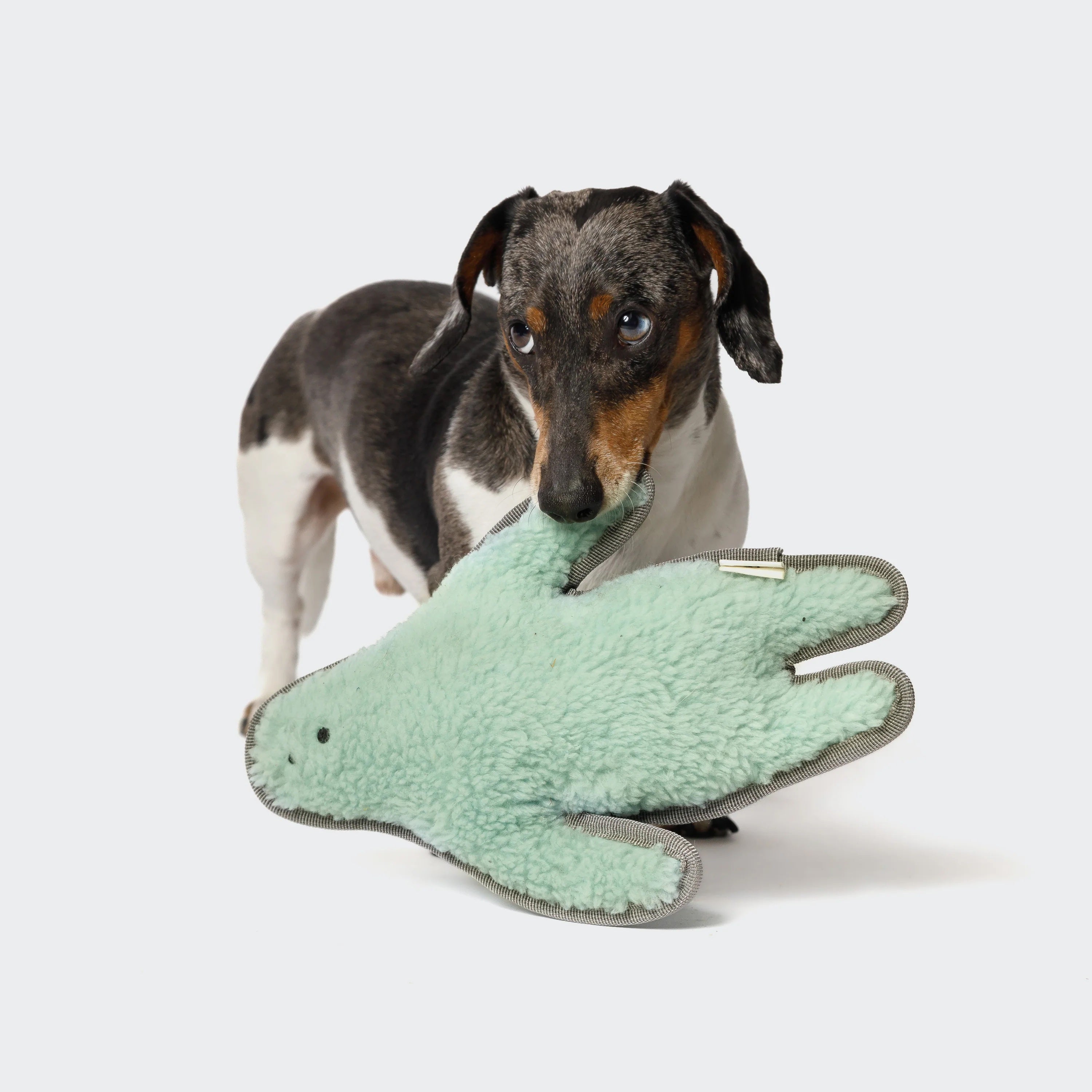 Cloud7 Dog Toy, Monster Sam