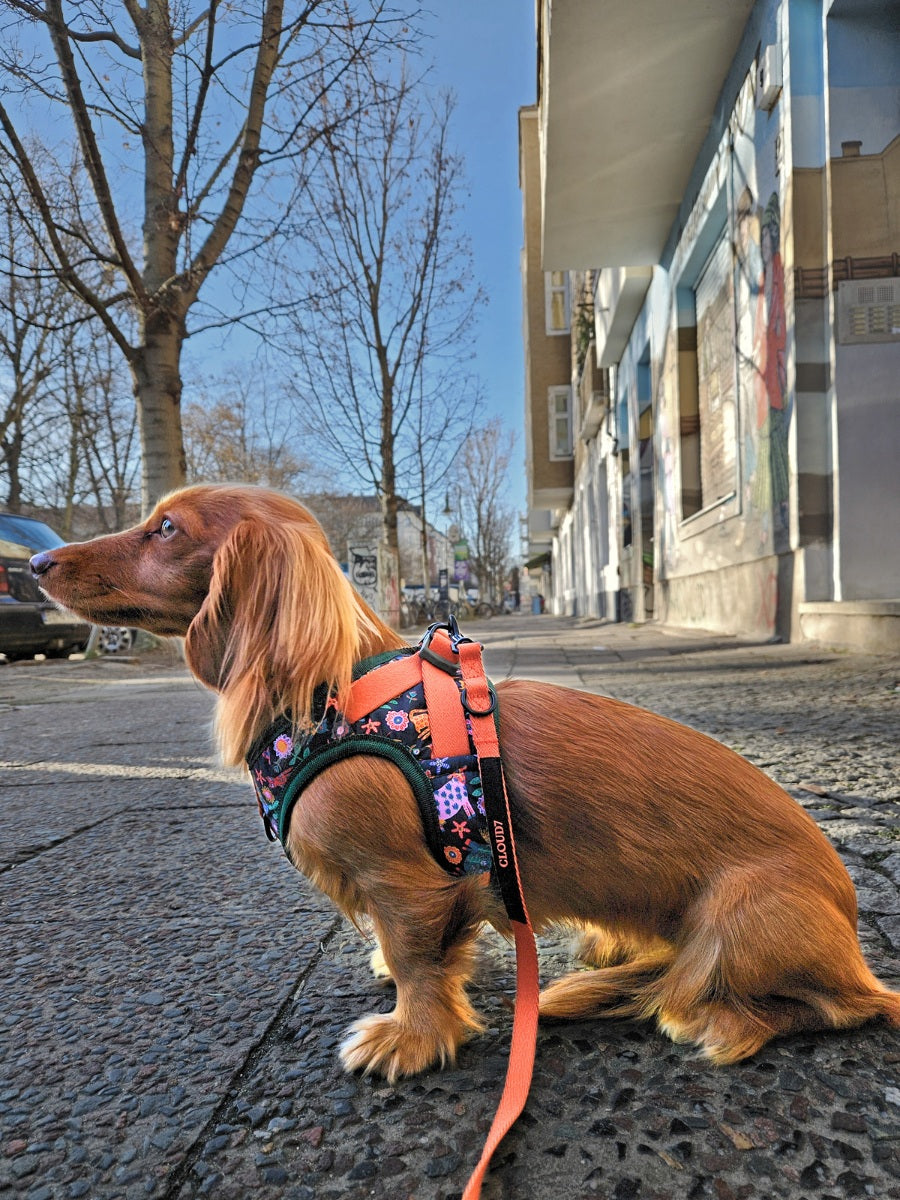 Cloud7 Holly Park step-in dog harness featuring Liberty London floral animal print and orange mesh lining.