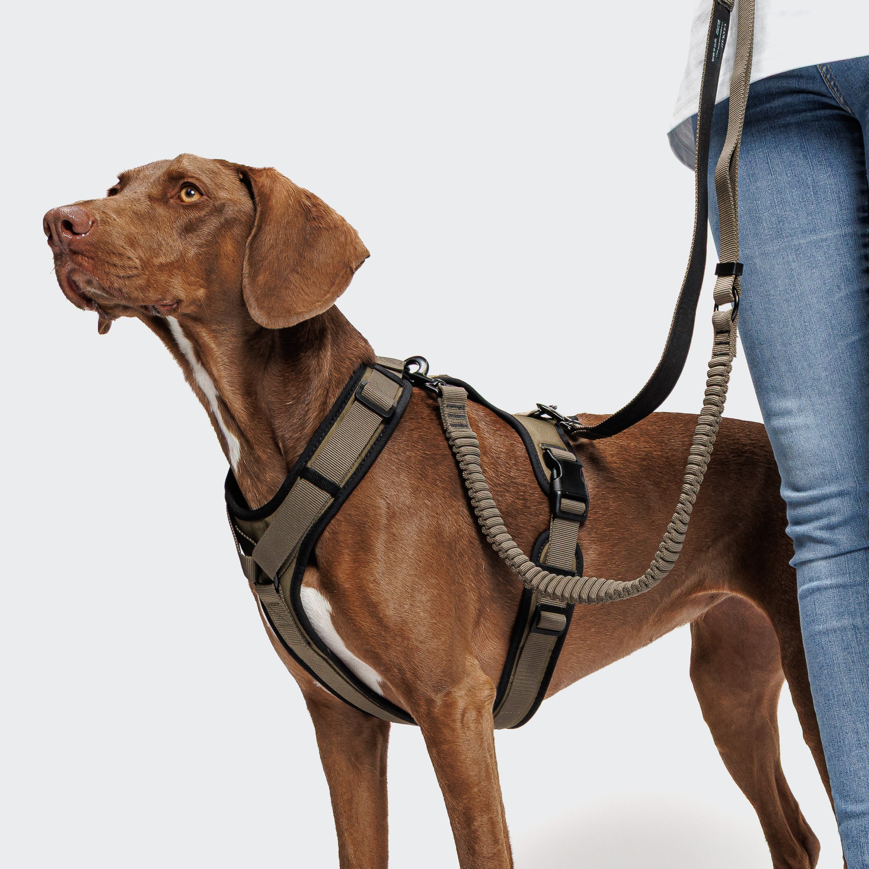 Cloud7: L-2 AKTIV Jogging Dog Leash, Olive