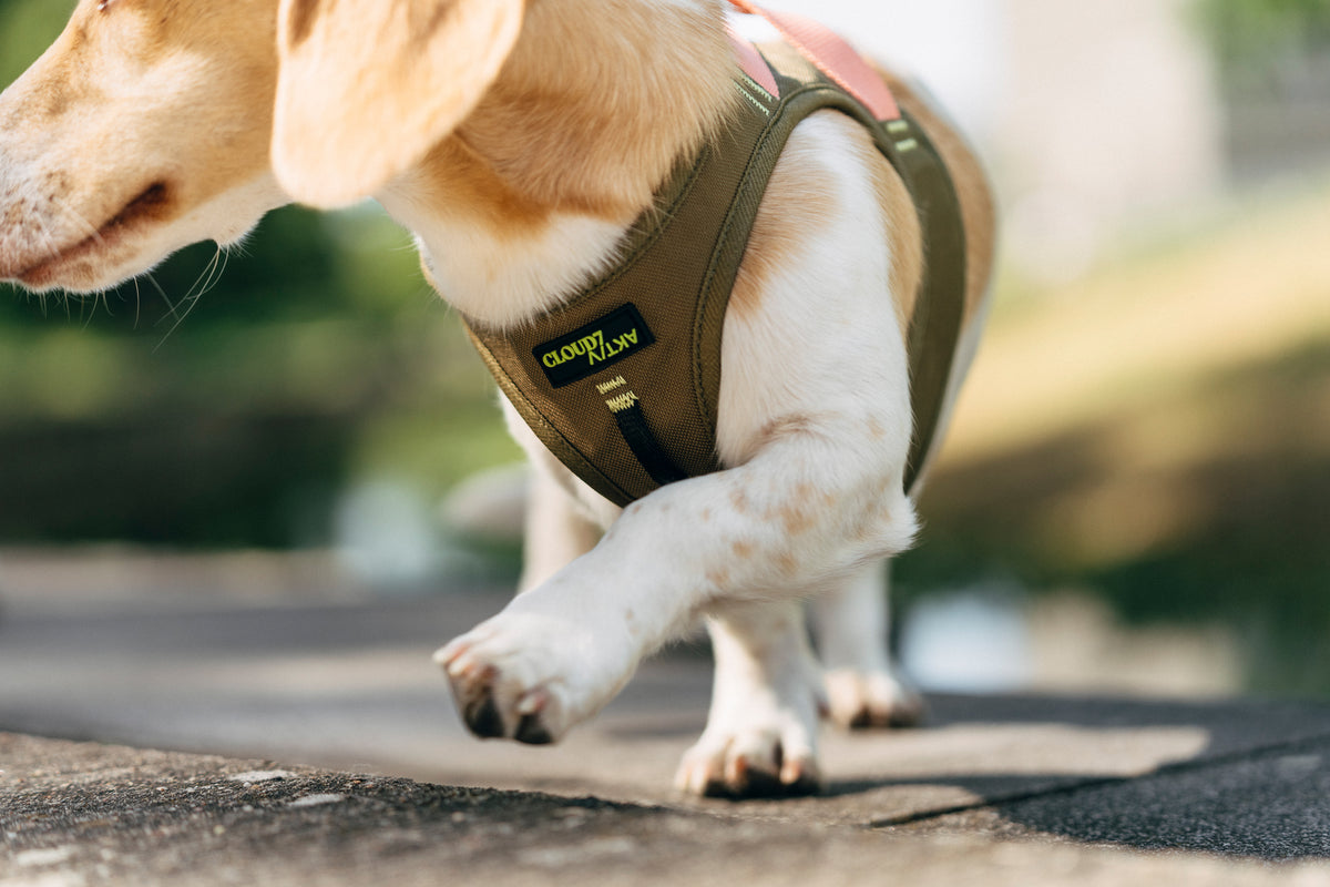 Cloud7 V-2 AKTIV Cordura small dog vest harness with front chest lead attachment point for no pull control